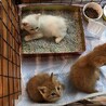子猫　白猫　ブチ サムネイル3