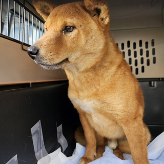 小柄で優しいアオくん❗️柴犬サイズ