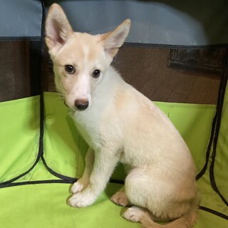 保健所からレスキュー！　美人なライラちゃん！