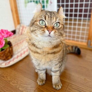 ふわふわの毛並み、優しい瞳、人懐っこ癒しネコ ♪