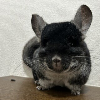 里親様見つかりました