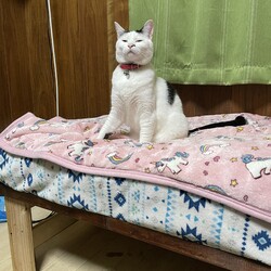 まつりさん、布団ベッドその後