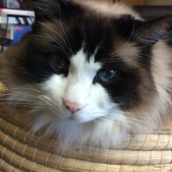 「ベルクさん、猫缶クライシス！」サムネイル1