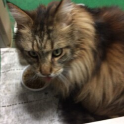 「ベルクさん、猫缶クライシス！」サムネイル2