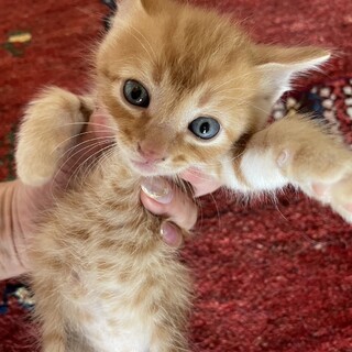 茶トラ君と茶白ちゃん４週離乳済み子猫二匹で