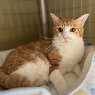 甘ったれの男の子生後1歳