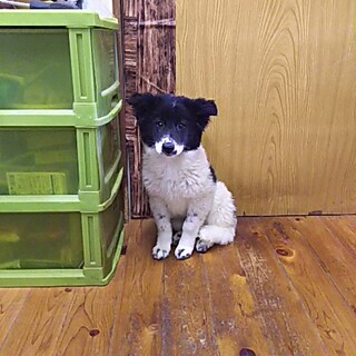 保健所救出犬！里親様緊急募集！！