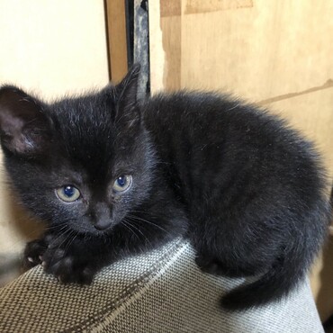 黒いニャーさん