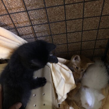 黒いニャーさん