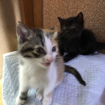 黒いニャーさん、三毛猫さんは無事に里親に貰われていきました。