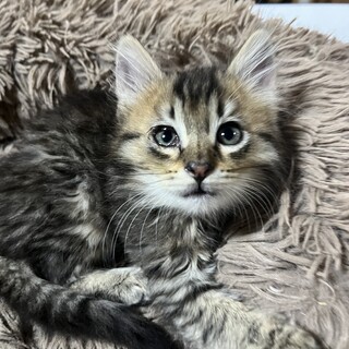 フワフワの長毛の男の子生後1ヶ月