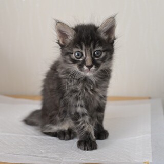 ちょっとクールなお兄さんタイプ★桜大くん