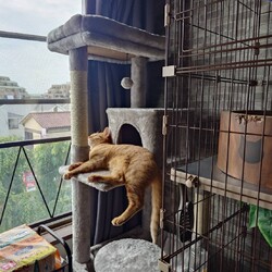 「いちごファミリー記 その28」サムネイル2