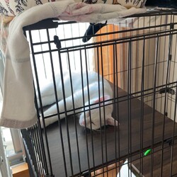 「いちごファミリー記 その28」サムネイル3