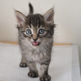 甘え上手な弟タイプ★千春くん