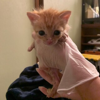 兄弟の分まで精一杯いきるんだ！茶トラの女の子、明里