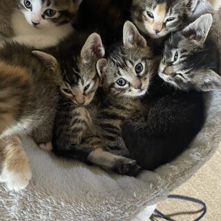 子猫里親募集