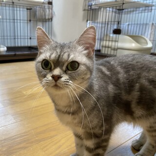 アメリカンショートヘアの女の子！