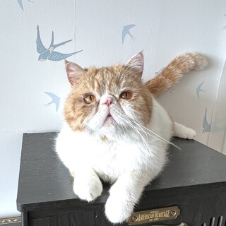 【6/23芝浦相談受付】ヒト大好き！とっても穏やか