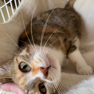 6/2西千葉ෆ⃛人懐っこいですෆ⃛こはるちゃん