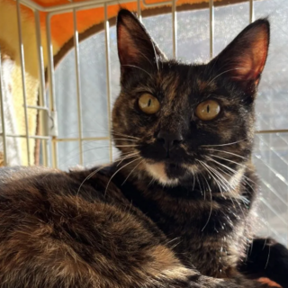 ぽかぽか陽だまりが似合う♪甘えん坊