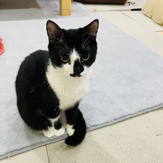 初心者さんにぴったり★遊ぶの大好き女の子