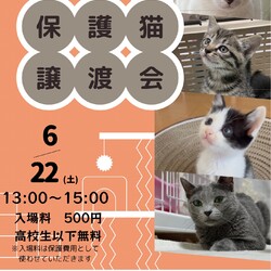 ねこの譲渡会＠城東区