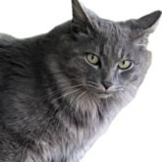 ノルウェージャンフォレストキャットグレー2歳オス