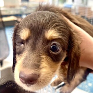 わけありのダックス子犬