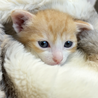 人が大好き！おおらかな茶白柄(6/15京都譲渡会)