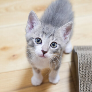 人懐っこい甘えん坊！サバ白柄(6/15京都譲渡会)