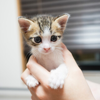 お姫様のようにかわいい♪(6/15京都譲渡会)