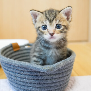 ゴロゴロ甘えて可愛いキジトラ(6/15京都譲渡会)