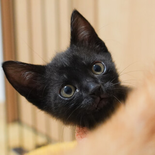 珍しい黒トラ柄の男の子(6/15京都譲渡会)