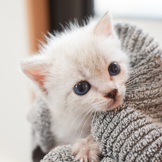 愛嬌たっぷり！シャムトラ柄(6/15京都譲渡会)