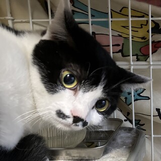 エイズキャリア☆シャイで控えめなヒゲガール