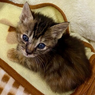 お話し中【ミル】ちゃん　キジサビで短尾の子です♪