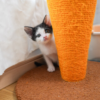 優しくてひょうきんな甘えん坊(6/15京都譲渡会)