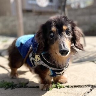 よちよち可愛い、シニアダックスの千（せん）君