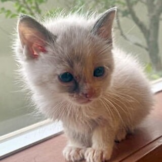 お話し中【バニラ】ちゃん　灰白で長尾の子です♪