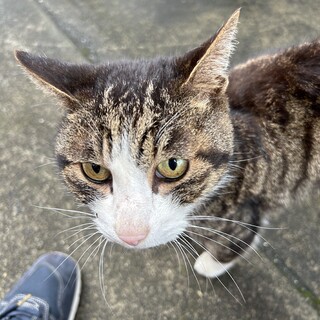 人懐っこい猫ちゃんです！！