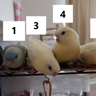 里親様ありがとございます