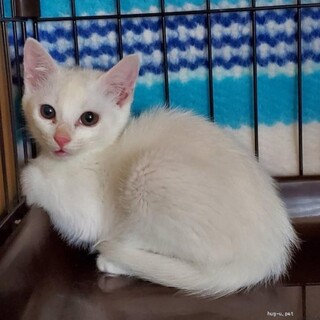 白子猫　びるくん♪