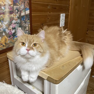 私はメイ様♡猫じゃらしは3本よろしくね♡