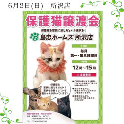 6/2（日）島忠ホームズ所沢店保護猫譲渡会