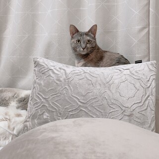 茶トラ人懐っこく小柄　写真より動画見て下さい