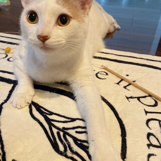 白猫　6歳オス　甘えん坊