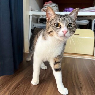 魅力的なアイドルにゃんこのニノくん