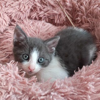 元気なハチワレboy