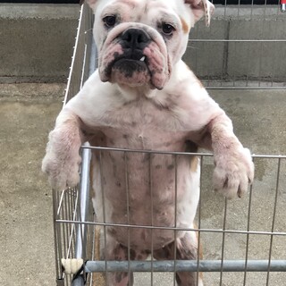 11ヶ月のブルドッグの女の子